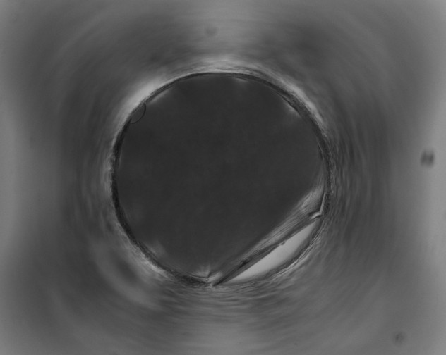 X0000099491463200806121341