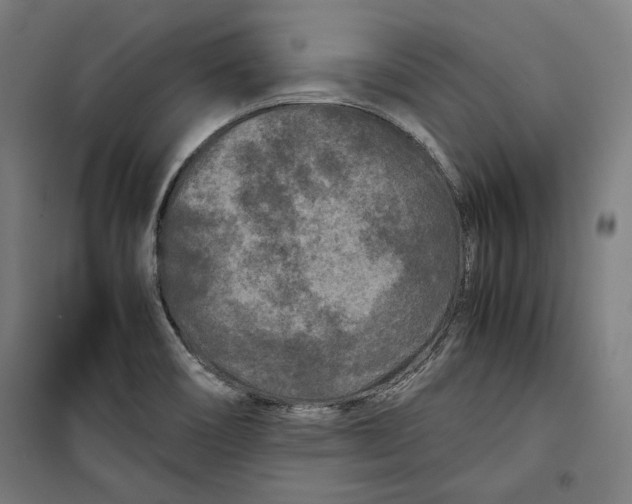 X0000099491466200806121341