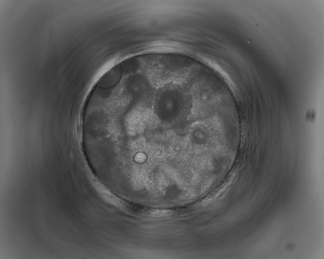 X0000099491467200806121341