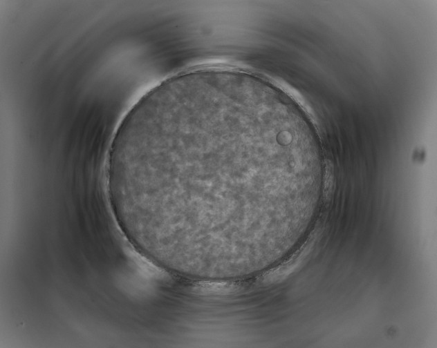 X0000099491474200806121341