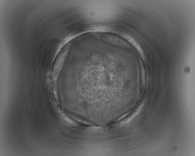 X0000099491481200806121341