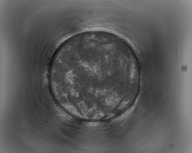 X0000099491497200806121340