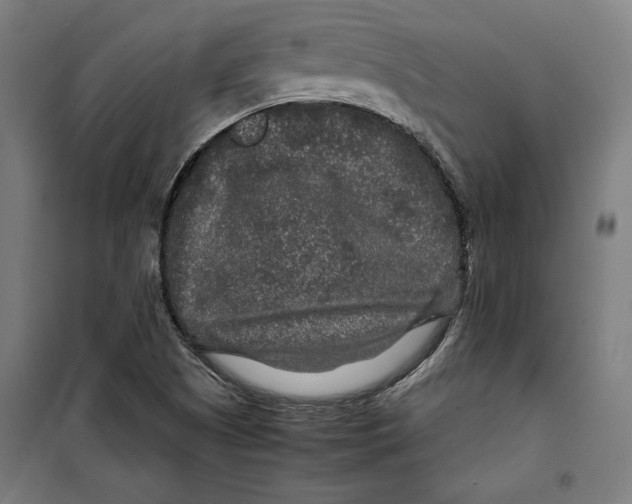 X0000099491505200806121340