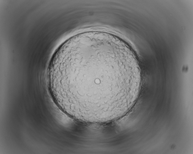 X0000099491514200806121340