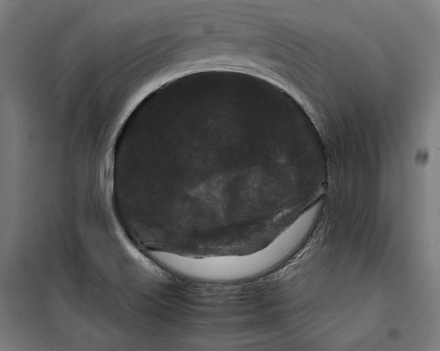 X0000099491515200806121340