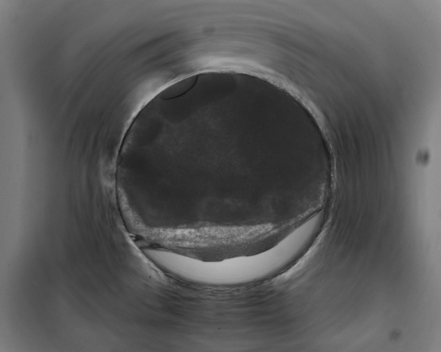 X0000099491529200806121341