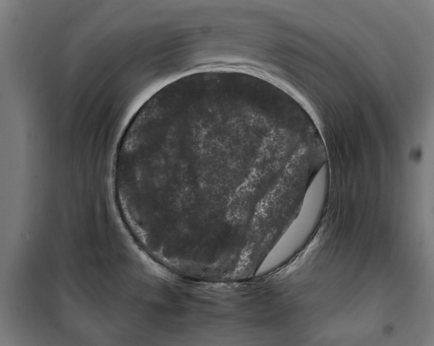 X0000099491533200806121341