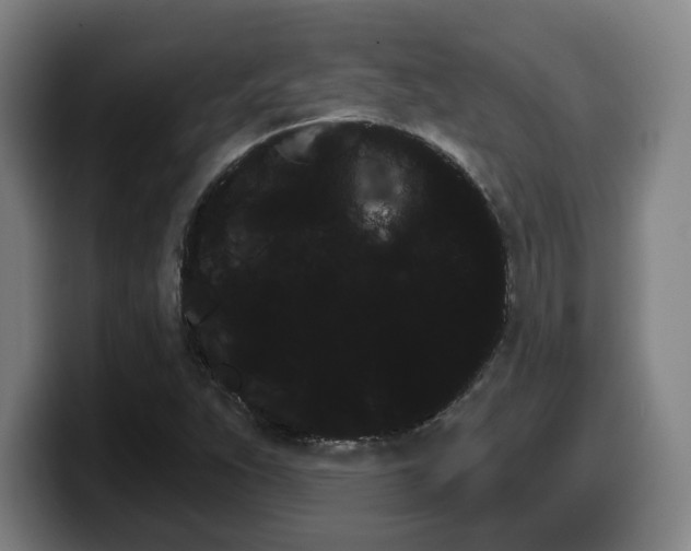 X0000099501263200805150942