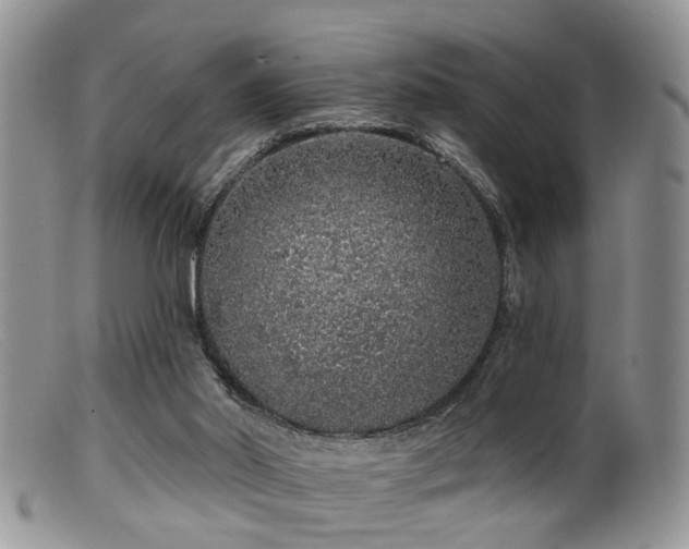 X0000099500014200805151443