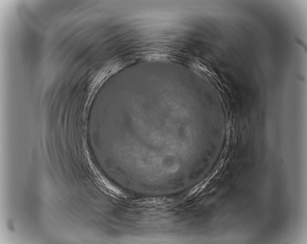 X0000099500049200805151441