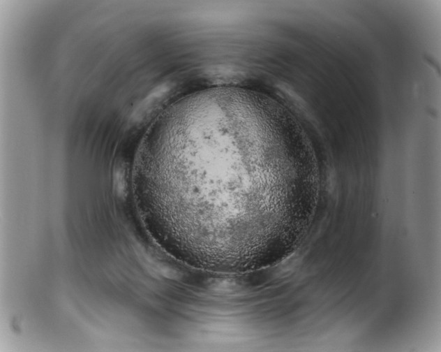 X0000099500074200805151442