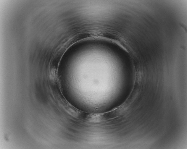 X0000099500093200805151442