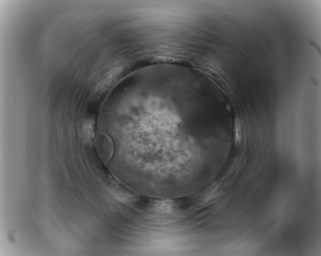 X0000099500127200805151441