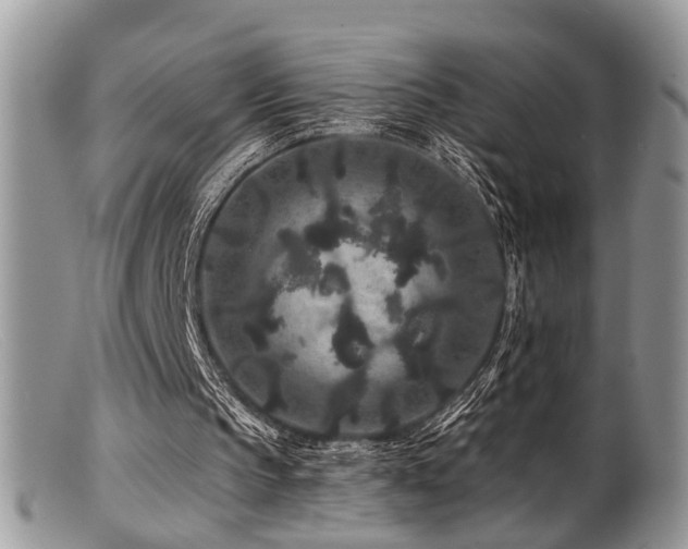 X0000099500145200805151439