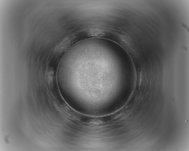 X0000099500263200805151438
