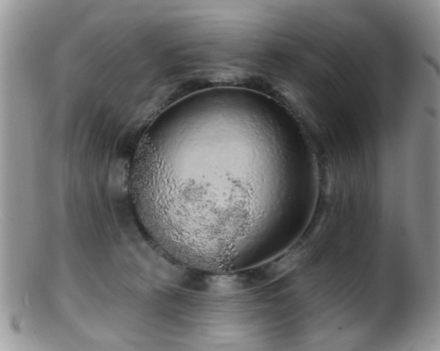 X0000099500273200805151438