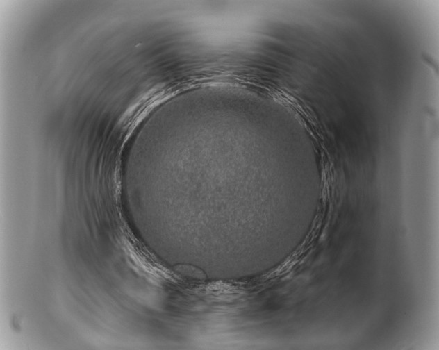 X0000099500290200805151438