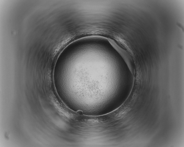 X0000099500394200805151436