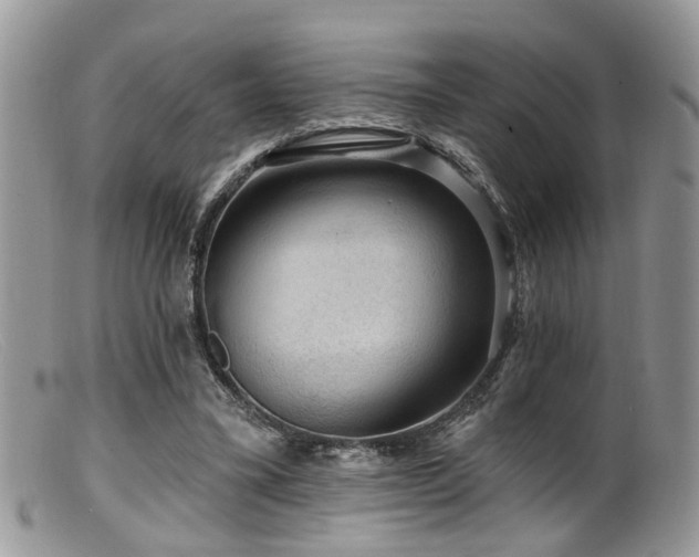 X0000099500395200805151436