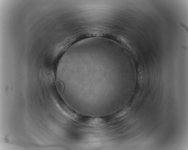 X0000099500459200805151435