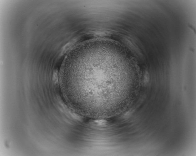X0000099500478200805151435