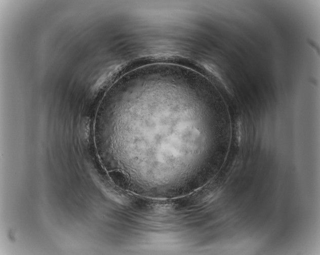 X0000099500495200805151434