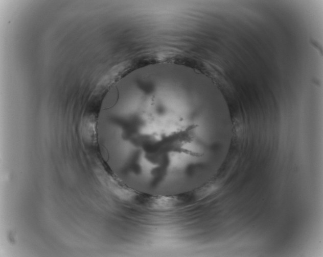 X0000099500527200805151434