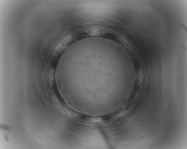X0000099500554200805151433