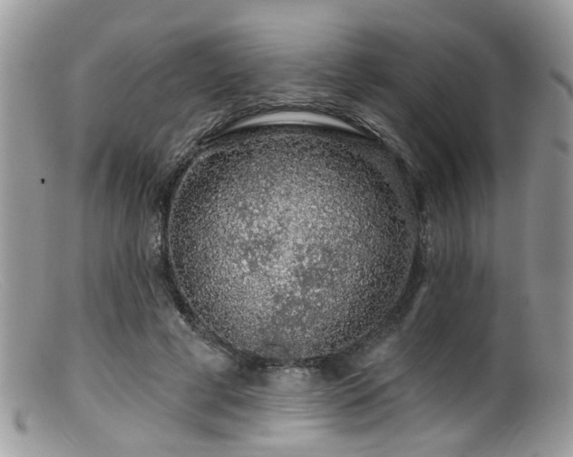 X0000099500593200805151433