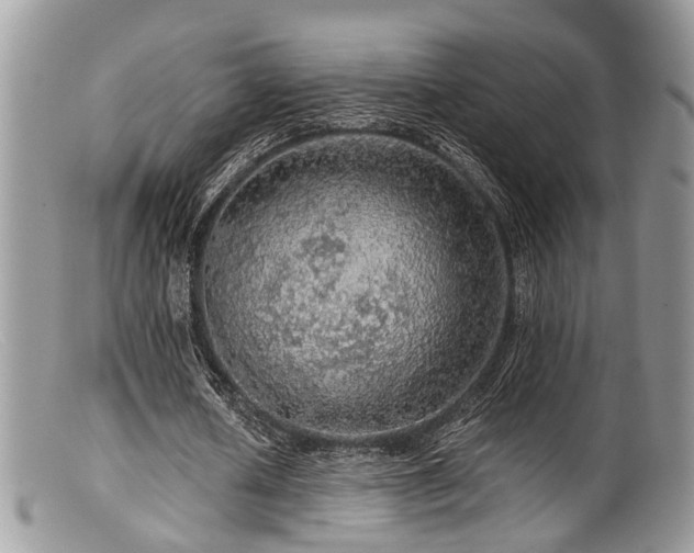 X0000099500626200805151431