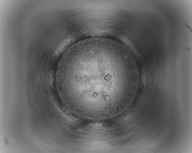 X0000099500687200805151431