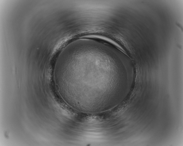 X0000099500736200805151430