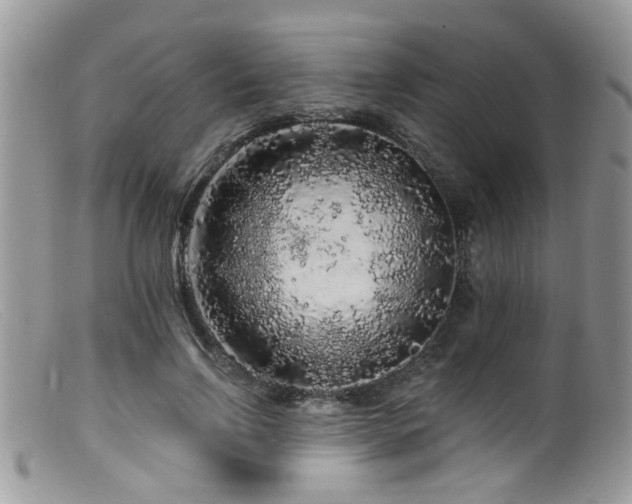 X0000099500742200805151430