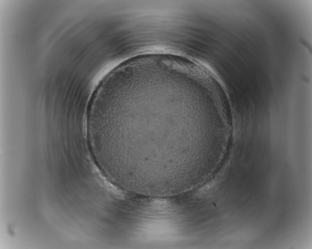 X0000099500839200805151429