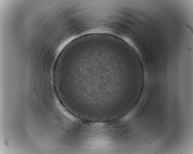 X0000099500854200805151429
