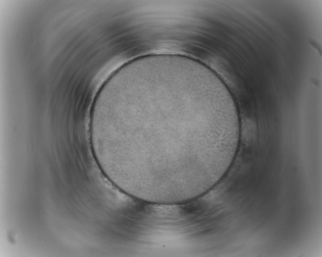 X0000099500856200805151429