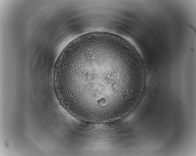 X0000099500903200805151428
