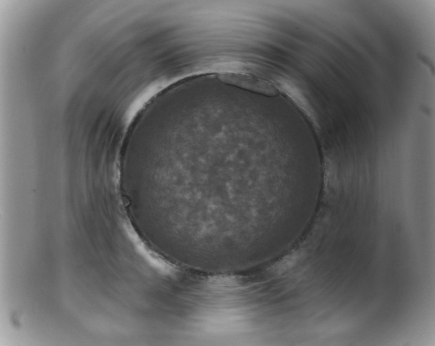 X0000099500944200805151427