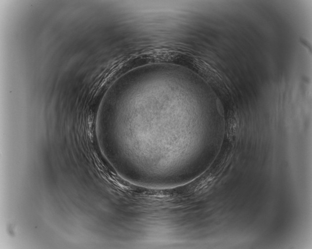 X0000099501010200805151425