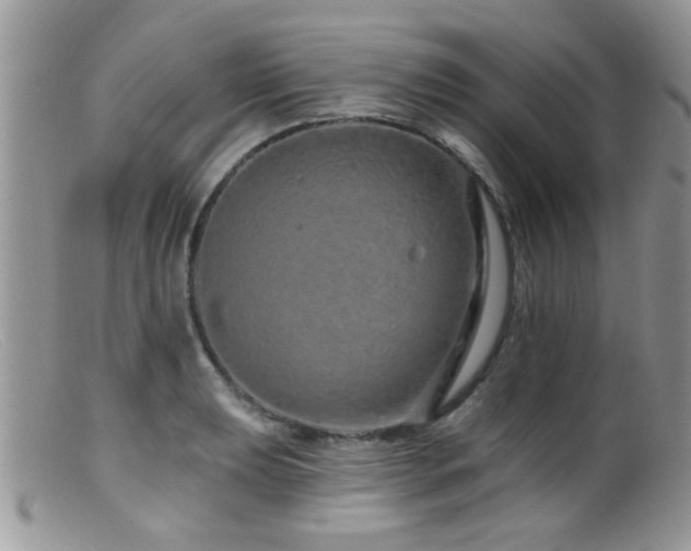 X0000099501039200805151426
