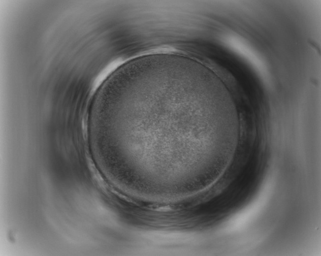 X0000099501054200805151426