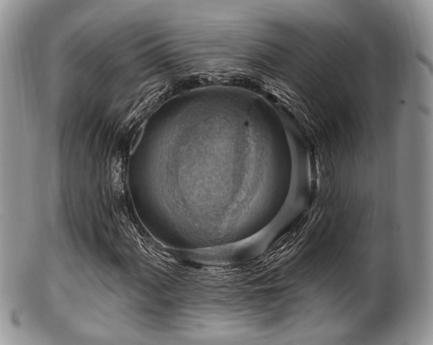 X0000099501060200805151425