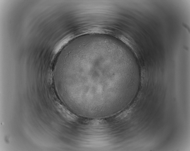 X0000099501067200805151425