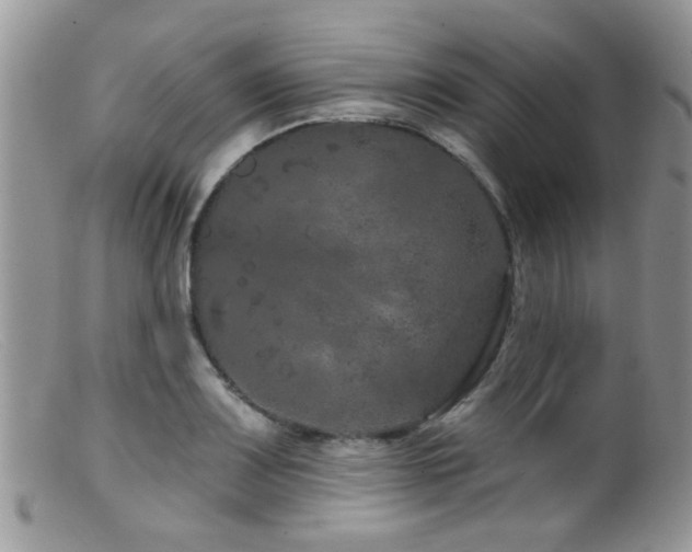 X0000099501083200805151425