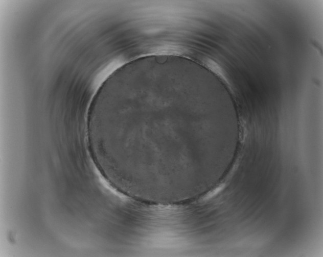 X0000099501087200805151425