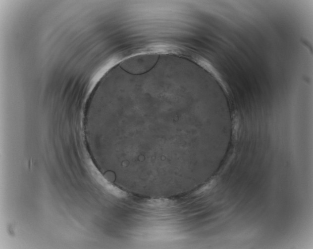 X0000099501091200805151425
