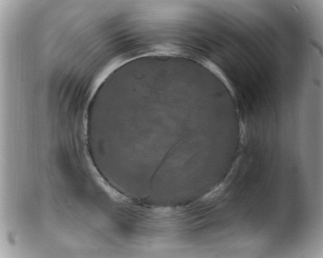 X0000099501099200805151425