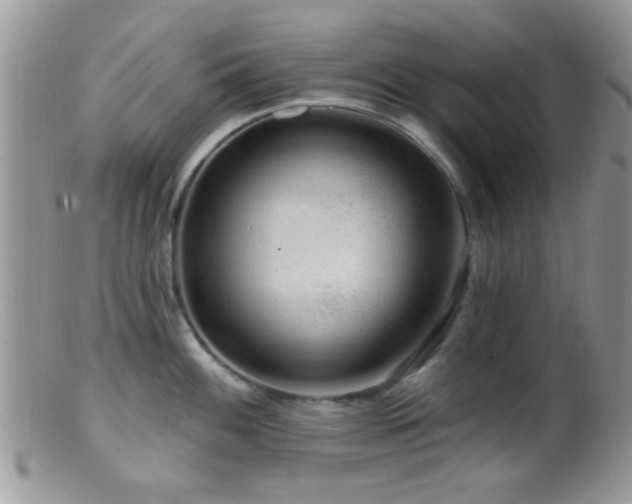 X0000099501100200805151425
