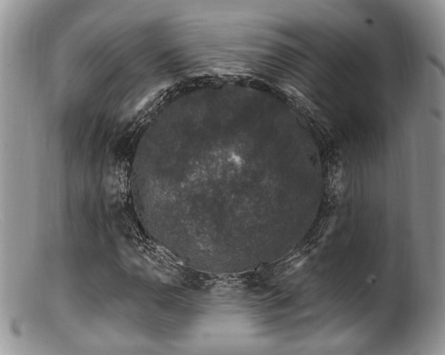 X0000099501110200805151424