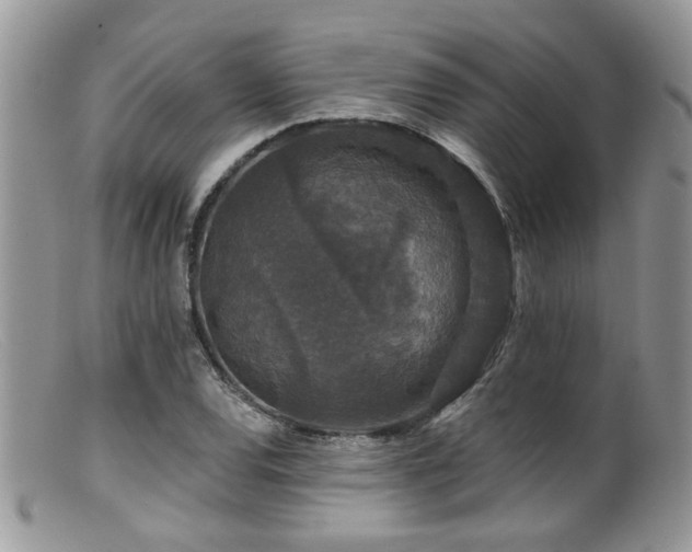 X0000099501120200805151424